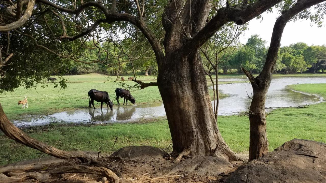 Sigiri Holiday Villa Sigiriya Buitenkant foto