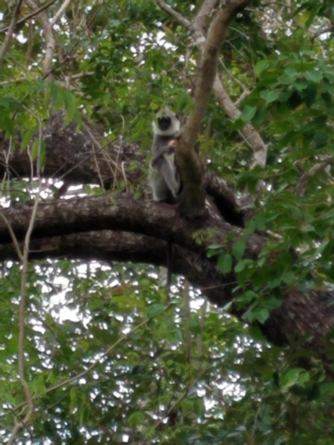 Sigiri Holiday Villa Sigiriya Buitenkant foto